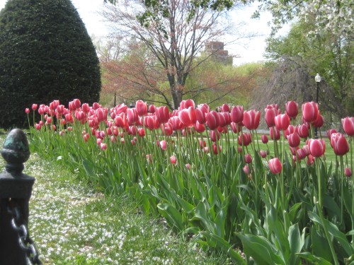 boston public garden pink tulips